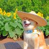 Shiba Inu Piant by numbers