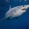 Shortfin Mako Shark Sea Life Paint by numbers