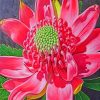 Waratahs Native Australian Flower Paint by numbers