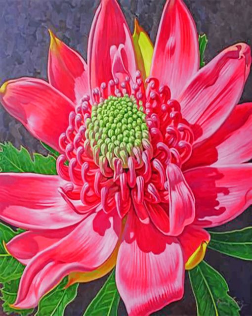 Waratahs Native Australian Flower Paint by numbers