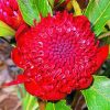 Waratah Telopea Speciosissima Paint by numbers