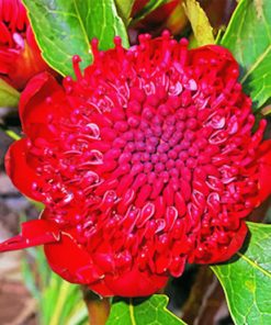 Waratah Telopea Speciosissima Paint by numbers