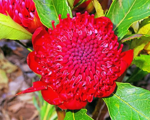 Waratah Telopea Speciosissima Paint by numbers