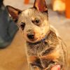 Adorable Blue Heeler Paint by numbers