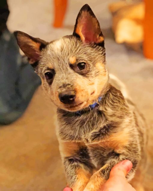 Adorable Blue Heeler Paint by numbers