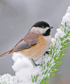 Adorable Chickadee Bird Paint by numbers