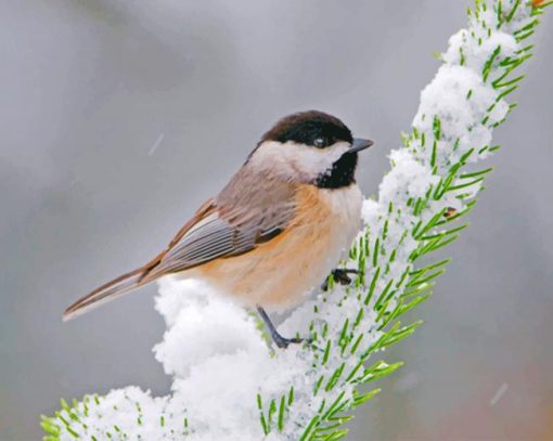 Adorable Chickadee Bird Paint by numbers