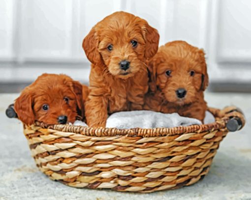 Goldendoodle Puppies paint by numbers