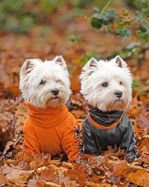 Adorable Westie Dogs paint by numbers