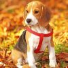 Aesthetic Beagle Puppy Paint by numbers