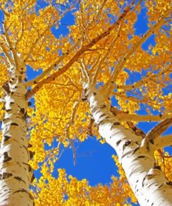 Aesthetic Aspen Trees Paint by numbers