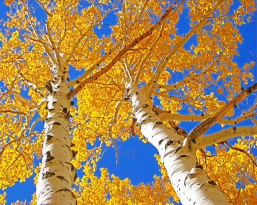 Aesthetic Aspen Trees Paint by numbers