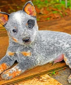 Aesthetic Blue Heeler Puppy Paint by numbers