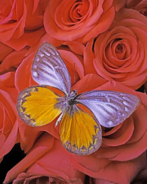 Aesthetic Butterfly Paint by numbers