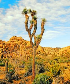 Aesthetic Joshua Tree Paint by numbers