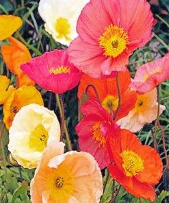 Aesthetic Poppies Paint by numbers