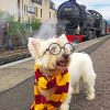 Aesthetic Westie Potter paint by numbers