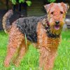 Airedale Terrier Dog paint by numbers