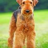 Airedale Terrier paint by numbers