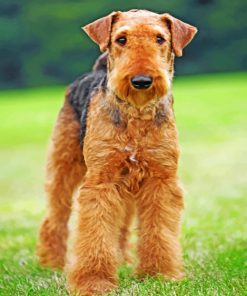 Airedale Terrier paint by numbers