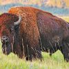 American Bison Paint by numbers