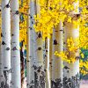 Aspen Trees Paint by numbers