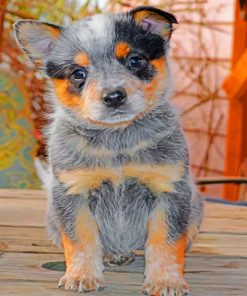 Australian Catle Dog Blue Heeler Paint by numbers