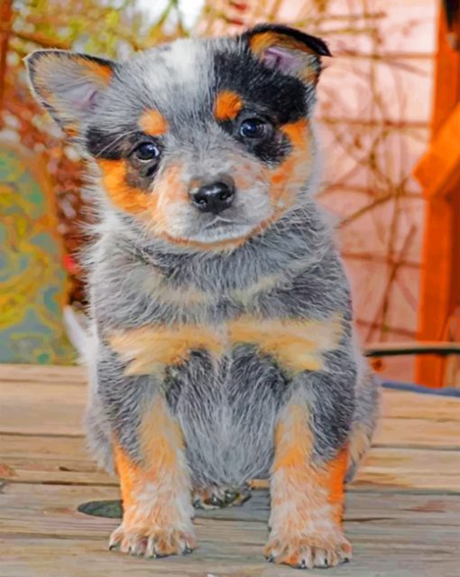 Australian Catle Dog Blue Heeler Paint by numbers