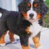 Bernese Mountain Baby Dog