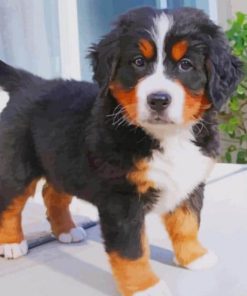 Bernese Mountain Baby Dog