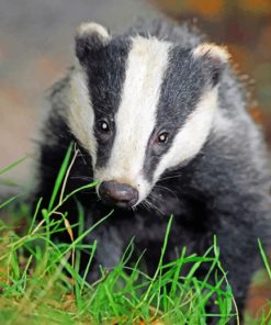 Badger Paint by numbers