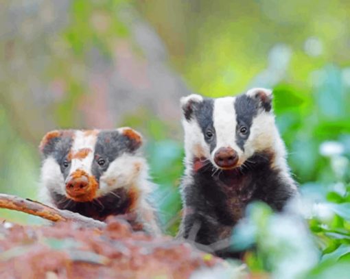 Badgers Paint by numbers