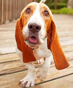 Basset Hound Dog Paint by numbers