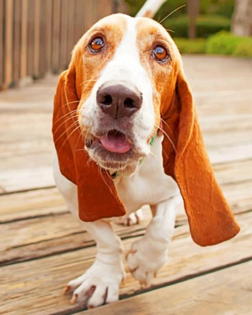 Basset Hound Dog Paint by numbers