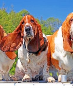 Basset Hound Dogs Paint by numbers