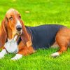 Basset Hound Paint by numbers