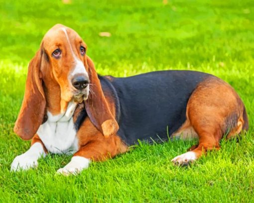 Basset Hound Paint by numbers