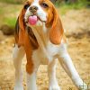 Beagle Dog paint by numbers