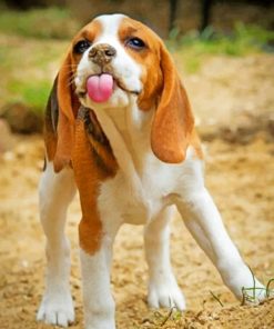 Beagle Dog paint by numbers