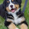 Bernese Mountain Baby Dog Paint by numbers