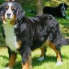 Bernese Mountain Dog Paint by numbers