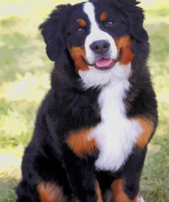 Bernese Mountain Dog