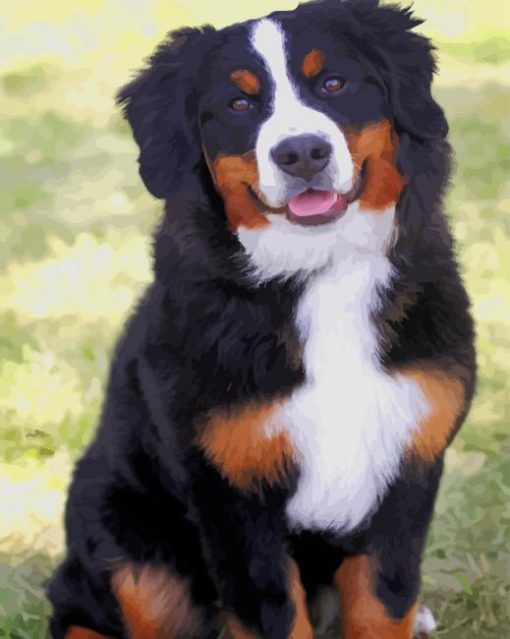 Bernese Mountain Dog