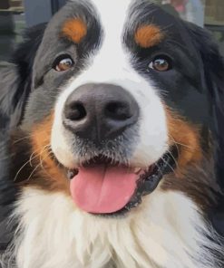 Bernese Mountain Dog Paint by numbers