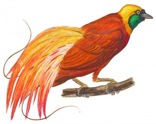 Bird Of Paradise Art Paint by numbers