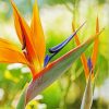 Bird Of Paradise Art Paint by numbers