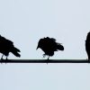 Birds On A Wire Silhouette paint by numbers