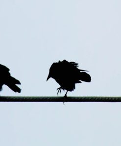 Birds On A Wire Silhouette paint by numbers