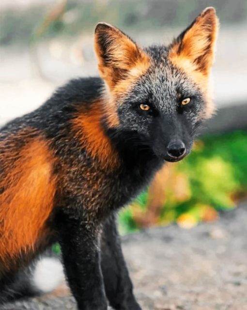 Black And Brown Fox paint by numbers