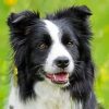 Black And White Border Collie Paint by numbers